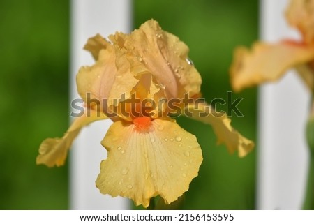 Beautiful orange, yellow irises first bloom close up with rain drops on petals in garden-smooth background Flower, nature photography 