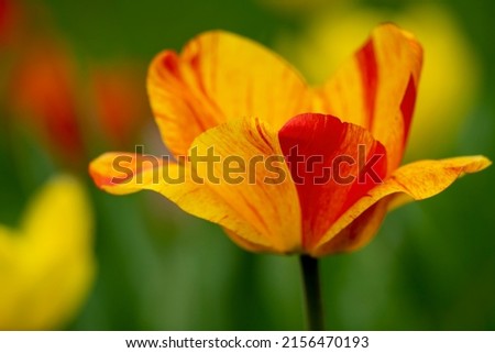 Spring tulip artistic macro closeup photography.
