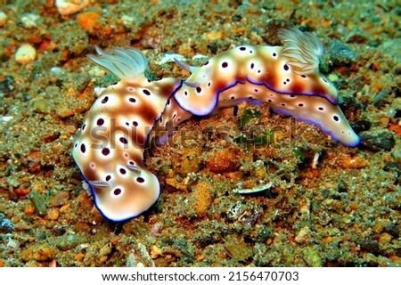 Pair of colorful nudibranch on the reef. Coral reef sea slugs (marine life) in the deep ocean. Underwater macro photography from scuba diving with aquatic wildlife. Colorful sea slug. Royalty-Free Stock Photo #2156470703