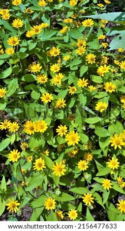 Melampodium is a genus of flowering plants in the sunflower family.

These are rugged plants native to the tropical to subtropical regions that include Central America, Southwestern United State.