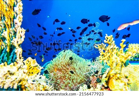 Coral fish in the underwater world among corals. Underwater coral fishes. Underwater fishes in underwater world Royalty-Free Stock Photo #2156477923