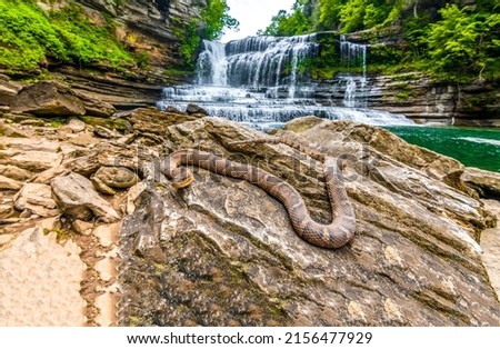 Rattlesnake on a rock by a mountain river. Dangerous rattlesnake on river rock. Rattlesnake at forest waterfall Royalty-Free Stock Photo #2156477929