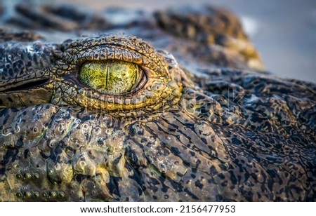 Crocodile eye up closeup. Macro scene of crocodile eye. Crocodile eye Royalty-Free Stock Photo #2156477953