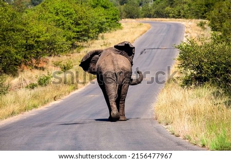 An elephant is walking on the road. Elephant walking. Elephant go ahead. Elephant in nature Royalty-Free Stock Photo #2156477967
