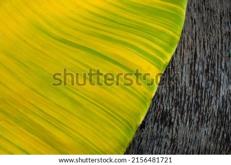 Banana leaves that are suitable as illustrations for commercial advertisements