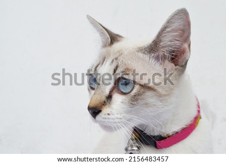 Picture of a Thai cat A pure white with turquoise eyes looked forward. on a white background