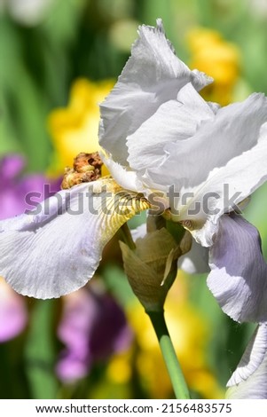 iris thhe very nice colorful spring flower close up view-macro photo