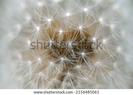Macro shot Wild Taraxacum. Beautiful fluffy dandelion flowers. Abstract natural background, beauty and freshness of spring time Royalty-Free Stock Photo #2156485061