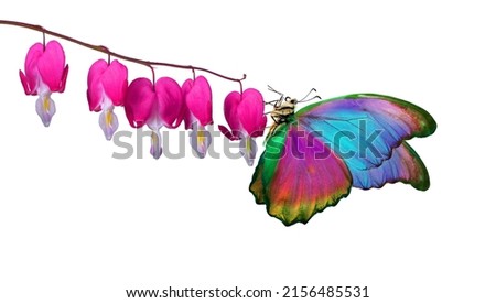 bright colorful morpho butterfly on pink flowers isolated on white. tropical butterfly on orchid flowers