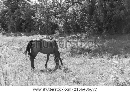 Beautiful wild brown horse stallion on summer flower meadow, equine eating green grass, horse stallion with long mane portrait in standing position, equine stallion outdoors, big horse equines Royalty-Free Stock Photo #2156486697