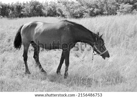 Beautiful wild brown horse stallion on summer flower meadow, equine eating green grass, horse stallion with long mane portrait in standing position, equine stallion outdoors, big horse equines Royalty-Free Stock Photo #2156486753