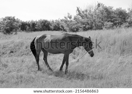 Beautiful wild brown horse stallion on summer flower meadow, equine eating green grass, horse stallion with long mane portrait in standing position, equine stallion outdoors, big horse equines Royalty-Free Stock Photo #2156486863