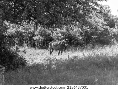 Beautiful wild brown horse stallion on summer flower meadow, equine eating green grass, horse stallion with long mane portrait in standing position, equine stallion outdoors, big horse equines Royalty-Free Stock Photo #2156487031