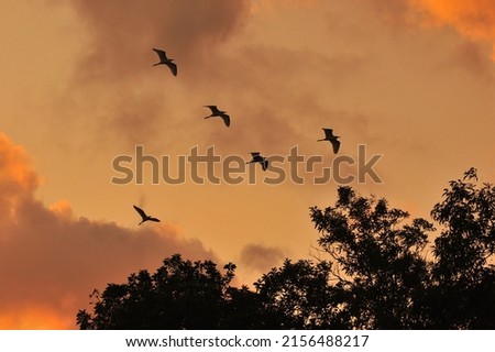 Silhouette tree and bird flying on sunset background, soft and grain effect