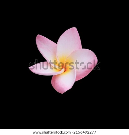Plumeria, Frangipani, Graveyard tree, Close up pink-white single head plumeria flower isolated on black background. Top view  pink-yellow blooming frangipani flower. Royalty-Free Stock Photo #2156492277