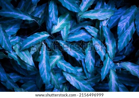 Natural background of Calathea leaves with turquoise color effected and vignetted for the backdrop and text design. 