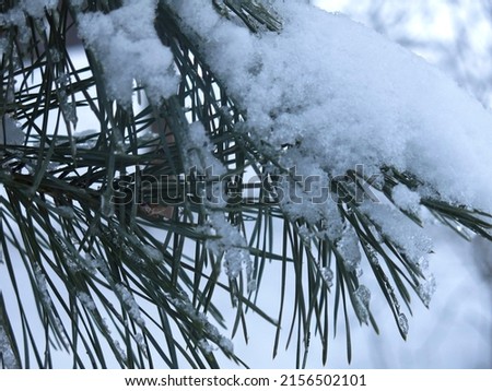  snow on a fluffy pine branch with long needles                              