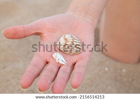 daytime hand with shell and crab claw