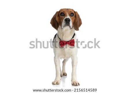 small adorable beagle dog standing against white background and wearing a red bowtie 