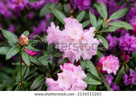 Rhododendrons are popular shade loving landscaping bushes that bloom in the late spring. Natural nature gardening background with bokeh golden hour lighting.