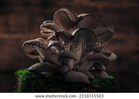 natural ingredients straight from the garden, mushrooms on top of earth moss in a rustic picture