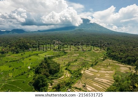 Panoramic aerial drone view of rice terrace in Bali, Indonesia. Green plantation landscape and mountain under clouds, palms and house farm