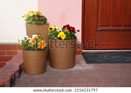 Beautiful bright potted flowers near house outdoors