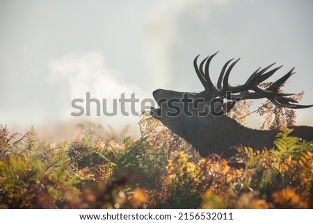 Silhouetted Red Deer during the annual deer rut, exhaling breath as it roars Royalty-Free Stock Photo #2156532011
