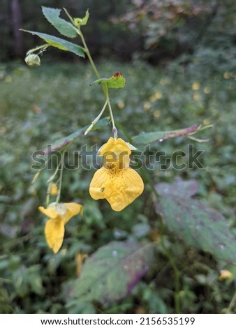 yellow wild flower snap dragon bush