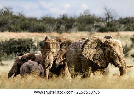 A closeup of a herd of elephants walking together in a savanna surrounded by greenery