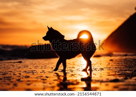 A silhouette view of a chihuahua dog walking on Hendry's beach against dusk sky during an epic sunset