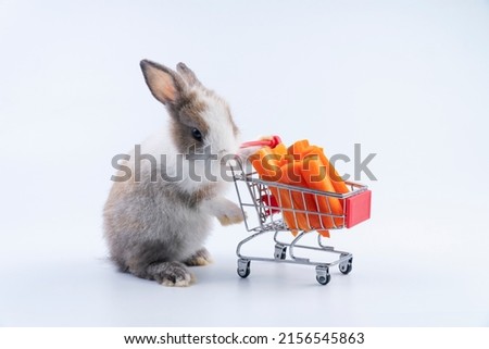 Little rabbit healthy bunny pushing shopping cart with snack fresh carrots on white background. Cuddly baby bunny furry rabbit walking push small shopping cart over isolated background. Animal pet.
