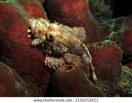 A Bearded Scorpionfish camouflaged on soft coral Cebu Philippines                              