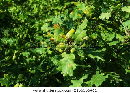acorns. background green oak leaves and acorn on a branch. Close-up of an oak branch with green leaves and acorns in the in a forest. oak tree leaves and acorns. autumn background Royalty-Free Stock Photo #2156555461