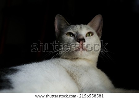 a white domestic cat looks sleepy on black background