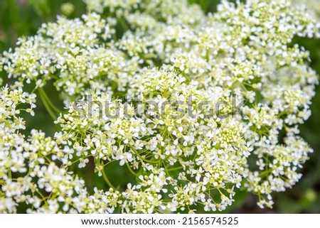 Whitetop plant flowers. A species of peppergrasses. Flowers texture pattern background photo.