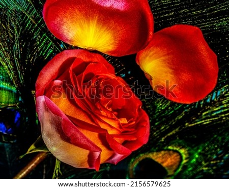 rose is a woody perennial flowering plant of the genus Rosa, in the family Rosaceae Royalty-Free Stock Photo #2156579625