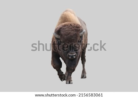 Animal herbivore bison on an isolated background.  Royalty-Free Stock Photo #2156583061