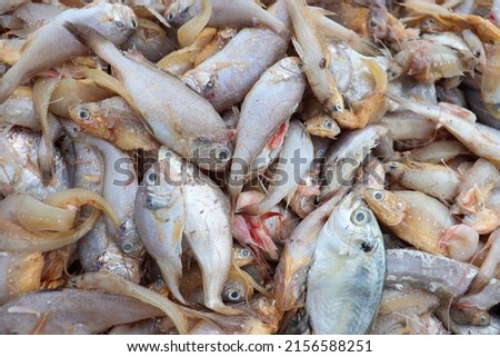 sea fish stock on beach in bangladesh for harvest