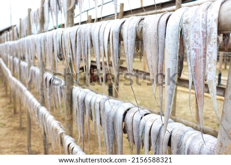 tasty dried and salted fish stock with hanging on farm for harvest and sell
