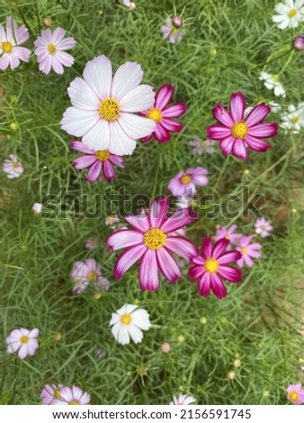 Pink cosmos and Picotee Cosmos or candy stripe cosmos flowers looming with sunrise in Spring Season.	 Royalty-Free Stock Photo #2156591745