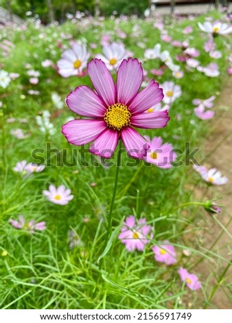 Pink cosmos and Picotee Cosmos or candy stripe cosmos flowers looming with sunrise in Spring Season.	 Royalty-Free Stock Photo #2156591749