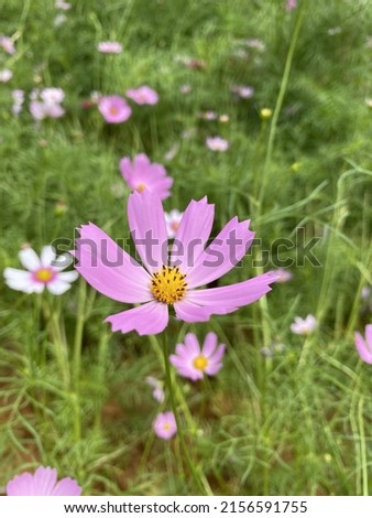 Pink cosmos and Picotee Cosmos or candy stripe cosmos flowers looming with sunrise in Spring Season.	 Royalty-Free Stock Photo #2156591755