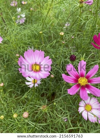 Pink cosmos and Picotee Cosmos or candy stripe cosmos flowers looming with sunrise in Spring Season.	 Royalty-Free Stock Photo #2156591763