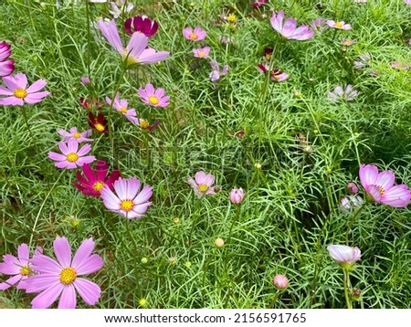 Pink cosmos and Picotee Cosmos or candy stripe cosmos flowers looming with sunrise in Spring Season.	 Royalty-Free Stock Photo #2156591765