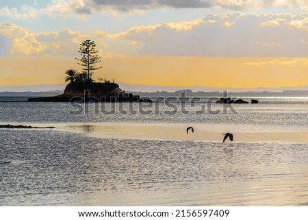Morning Scenery of Awhitu Regional Park Beach during Low Tide; Kauritutahi Beach; Auckland New Zealand