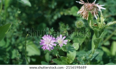 Persian clover, or reversed clover in the meadow. Spring blossom