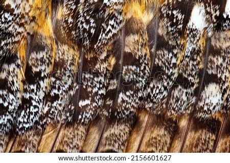 Close up element of plumage of an owl's wing. Abstract pattern of feathers owls as background close-up. The texture of the wing feathers of the owl.