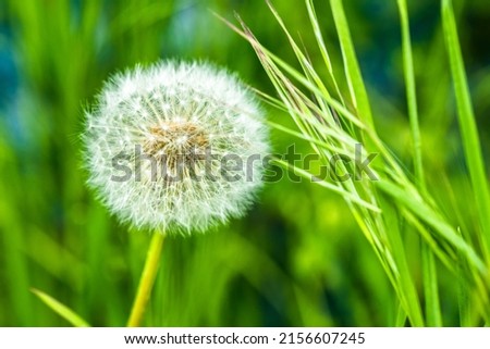 Fluffy dandelion in green grass. Weed, wild flower.