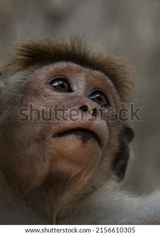Portrait of a young monkey  Royalty-Free Stock Photo #2156610305